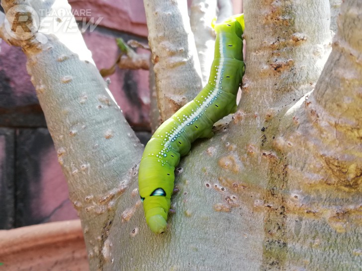 Huawei Nova 2i สมาร์ทโฟนราคากลางๆ ที่มาพร้อมสเปกเกือบเท่าเรือธง