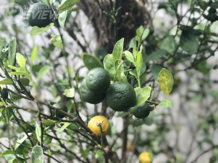 iPhone X เมื่อ Apple ทำให้ผมตกหลุมรัก iPhone อีกครั้ง