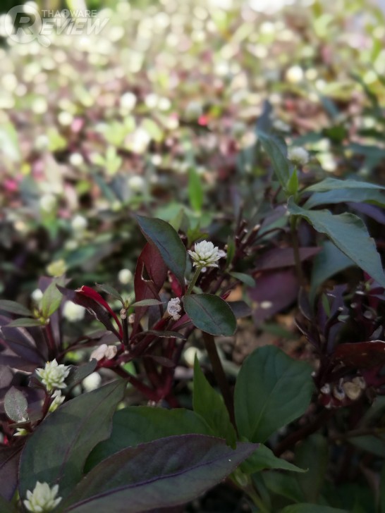 Huawei Mate 10 Pro สมาร์ทโฟนพลัง AI สุดแจ่ม พร้อมกล้องคู่รุ่นใหม่ที่เทพกว่าเดิม