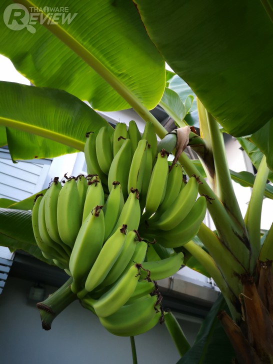 Huawei P20 สมาร์ทโฟนเรือธงข้ามรุ่น อีกระดับของกล้องคู่ไลก้า พร้อมผู้ช่วย AI อัจฉริยะ