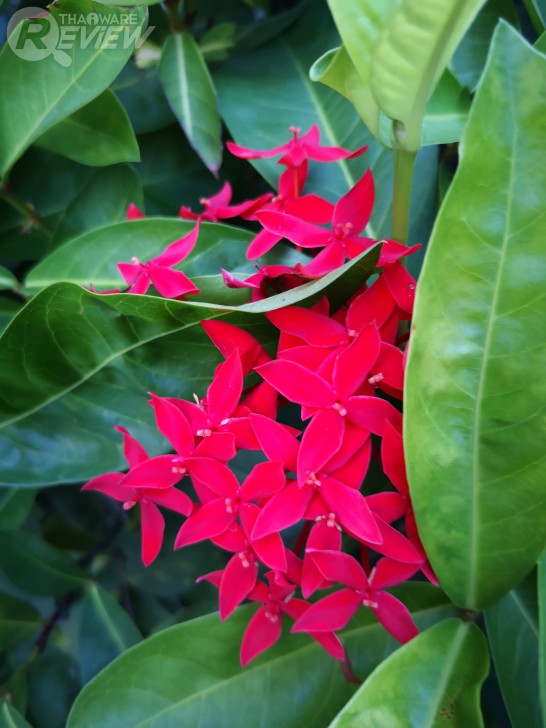 Huawei P20 สมาร์ทโฟนเรือธงข้ามรุ่น อีกระดับของกล้องคู่ไลก้า พร้อมผู้ช่วย AI อัจฉริยะ