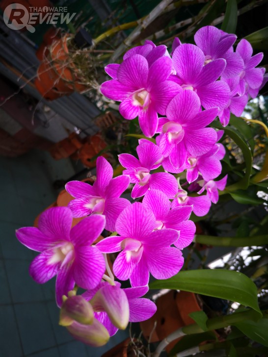 Huawei P20 สมาร์ทโฟนเรือธงข้ามรุ่น อีกระดับของกล้องคู่ไลก้า พร้อมผู้ช่วย AI อัจฉริยะ