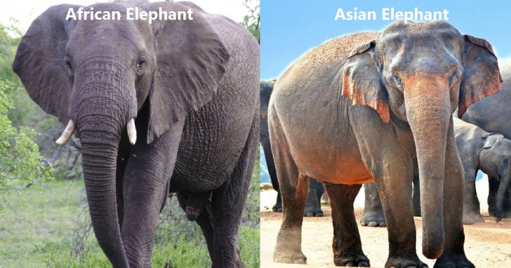 คุยเฟื่องเรื่องวิทย์ ทำอย่างไร? ช้างถึงจะบินได้เหมือนในหนังเรื่อง Dumbo