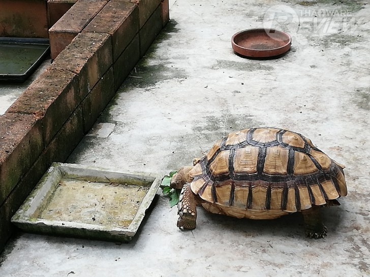 Huawei Nova 3e สมาร์ทโฟนมิดเรนจ์ กล้องดี เซลฟี่สวย ดีไซน์เรือธง