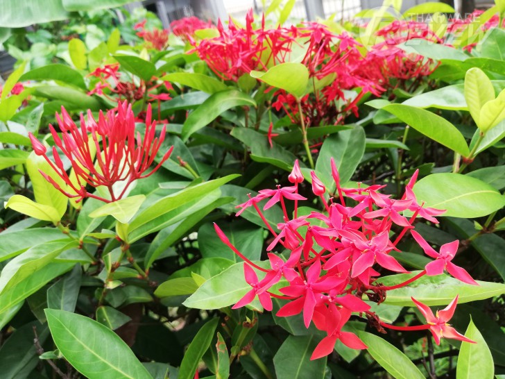 Huawei Nova 3e สมาร์ทโฟนมิดเรนจ์ กล้องดี เซลฟี่สวย ดีไซน์เรือธง