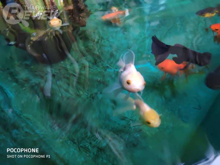 POCOPHONE F1 การกลับมาทวงบัลลังก์ของ Xiaomi ราชันแห่งความคุ้มค่า