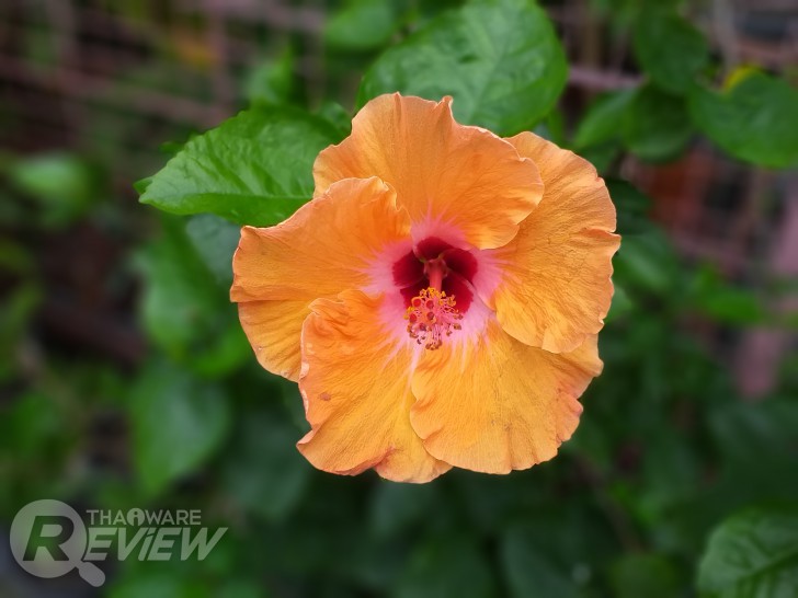 Samsung Galaxy J6+ และ J4+ ไอดอลสมาร์ทโฟนจอใหญ่ จอสวย ในราคาที่ไม่แรง