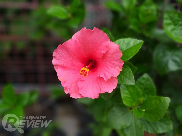 Samsung Galaxy J6+ และ J4+ ไอดอลสมาร์ทโฟนจอใหญ่ จอสวย ในราคาที่ไม่แรง