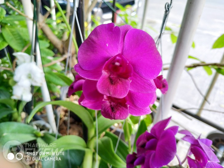 Xiaomi Mi 8 Lite สมาร์ทโฟนราคาต่ำหมื่นที่แรงคุ้มค่า กล้องสวย มีให้เลือกซื้อ 2 ขนาดความจุ