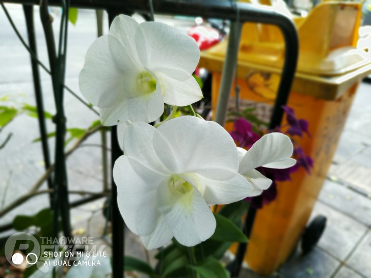 Xiaomi Mi 8 Lite สมาร์ทโฟนราคาต่ำหมื่นที่แรงคุ้มค่า กล้องสวย มีให้เลือกซื้อ 2 ขนาดความจุ