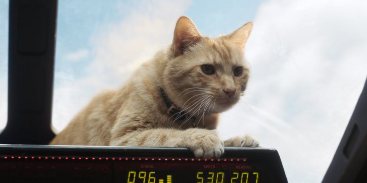 เรื่อง(ไม่)ลับของเจ้าแมวส้ม Goose ในภาพยนตร์ Captain Marvel