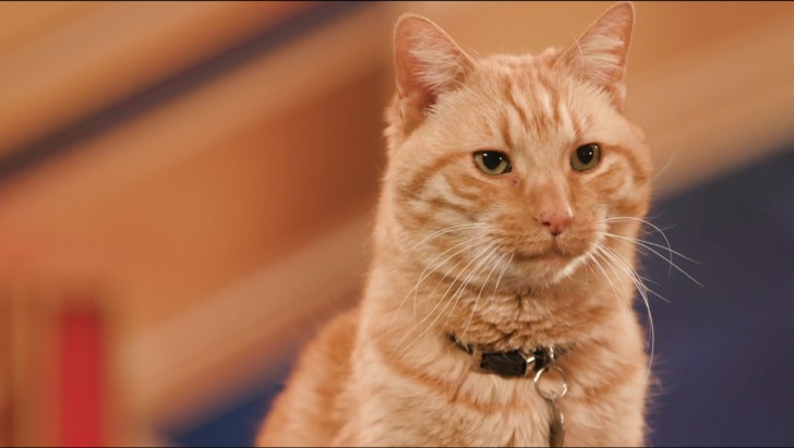 เรื่อง(ไม่)ลับของเจ้าแมวส้ม Goose ในภาพยนตร์ Captain Marvel
