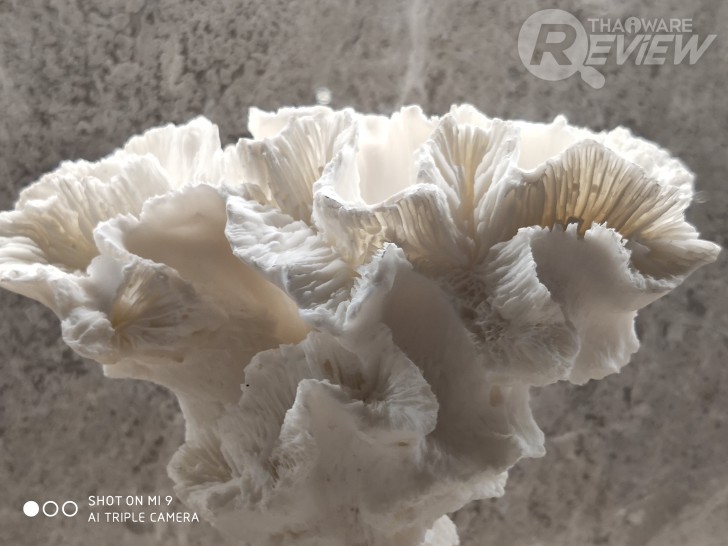 Xiaomi Mi 9 มีชิปเซ็ตเทพ Snapdragon 855 กล้องหลัง 3 ตัว กับค่าตัวน่ารักๆ 