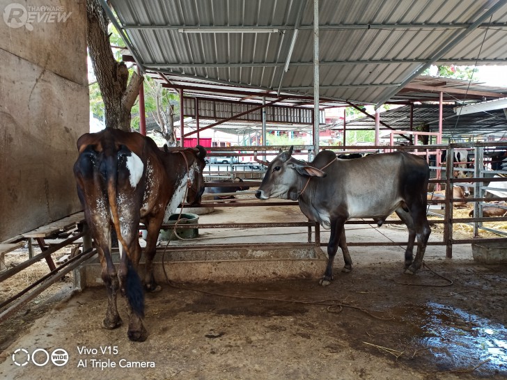 Vivo V15 กล้องหน้าป๊อปอัพ จอใหญ่ไร้รอยบาก กับราคาที่เข้าถึงง่ายขึ้น