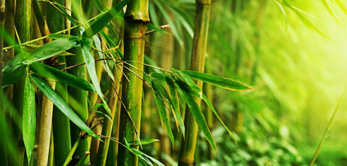 ไม่ใช้หลอดพลาสติก แล้วจะใช้อะไรดี? เพื่อสิ่งแวดล้อมที่ดีขึ้น ไม่ใช้หลอดพลาสติก แล้วจะใช้อะไรดี? เพื่อสิ่งแวดล้อมที่ดีขึ้น