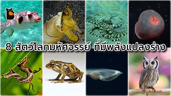 8 สัตว์โลกมหัศจรรย์ที่สามารถแปลงร่างได้