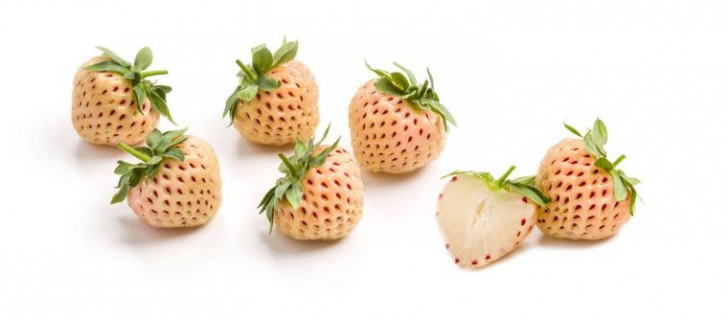 รู้หรือไม่!? เมื่อก่อนผักผลไม้ไม่ได้หน้าตาแบบที่เห็นในทุกวันนี้หรอกนะ