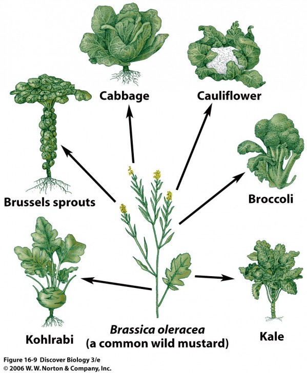 รู้หรือไม่!? เมื่อก่อนผักผลไม้ไม่ได้หน้าตาแบบที่เห็นในทุกวันนี้หรอกนะ