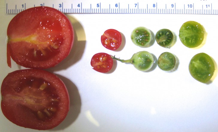 รู้หรือไม่!? เมื่อก่อนผักผลไม้ไม่ได้หน้าตาแบบที่เห็นในทุกวันนี้หรอกนะ