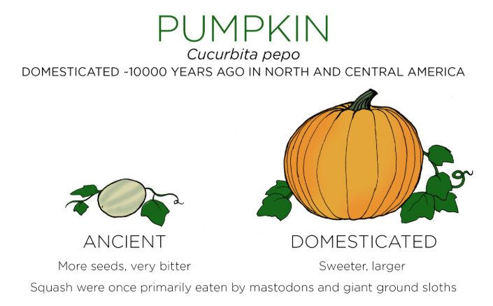 รู้หรือไม่!? เมื่อก่อนผักผลไม้ไม่ได้หน้าตาแบบที่เห็นในทุกวันนี้หรอกนะ