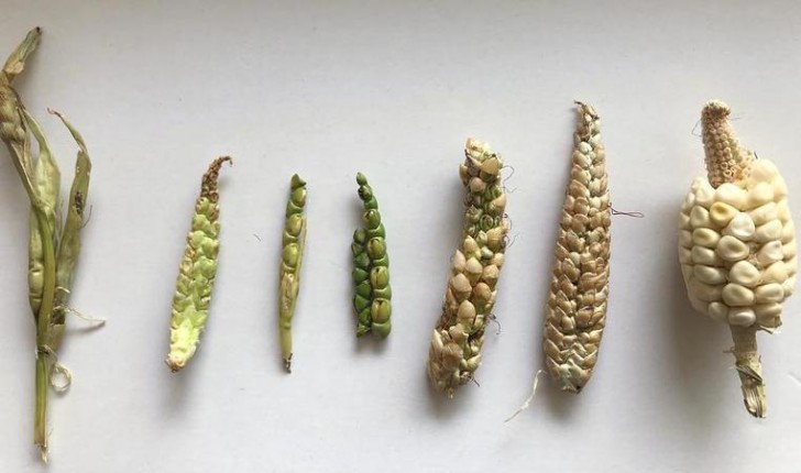 รู้หรือไม่!? เมื่อก่อนผักผลไม้ไม่ได้หน้าตาแบบที่เห็นในทุกวันนี้หรอกนะ