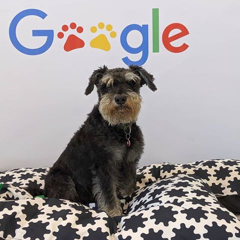 เครียดกับงานใช่ไหม? สัตว์เลี้ยงช่วยคุณได้ เพียงแค่คุณพาพวกมันมาทำงานด้วยเท่านั้น! เครียดกับงานใช่ไหม? สัตว์เลี้ยงช่วยคุณได้ เพียงแค่คุณพาพวกมันมาทำงานด้วยเท่านั้น!