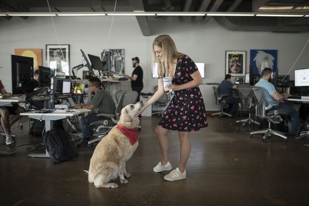 เครียดกับงานใช่ไหม? สัตว์เลี้ยงช่วยคุณได้ เพียงแค่คุณพาพวกมันมาทำงานด้วยเท่านั้น! เครียดกับงานใช่ไหม? สัตว์เลี้ยงช่วยคุณได้ เพียงแค่คุณพาพวกมันมาทำงานด้วยเท่านั้น!