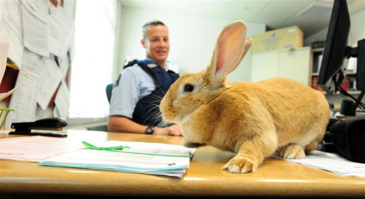 เครียดกับงานใช่ไหม? สัตว์เลี้ยงช่วยคุณได้ เพียงแค่คุณพาพวกมันมาทำงานด้วยเท่านั้น!