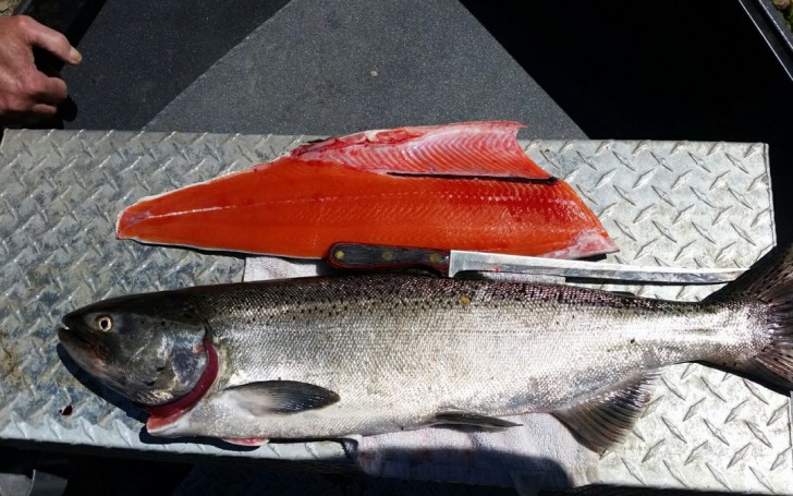 แซลมอนจากนอร์เวย์กลายมาเป็นอาหารญี่ปุ่นได้ยังไง แล้วแซลมอนมีกี่ชนิดกันนะ!?