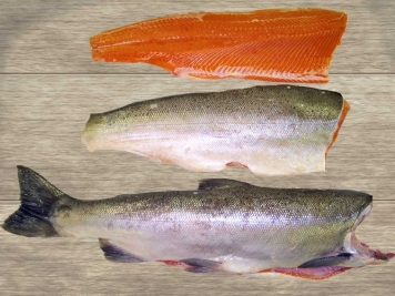 แซลมอนจากนอร์เวย์กลายมาเป็นอาหารญี่ปุ่นได้ยังไง แล้วแซลมอนมีกี่ชนิดกันนะ!?