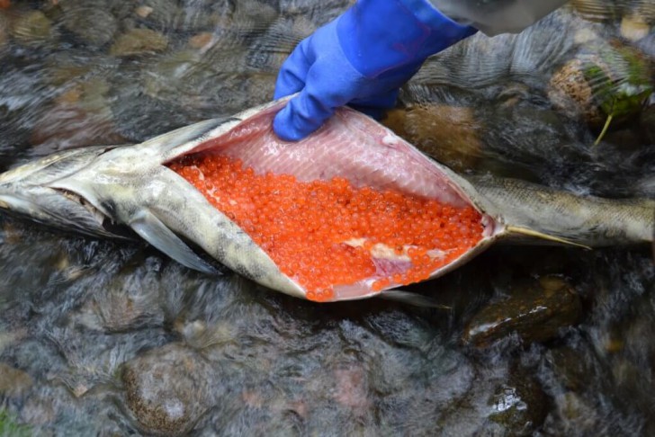 แซลมอนจากนอร์เวย์กลายมาเป็นอาหารญี่ปุ่นได้ยังไง แล้วแซลมอนมีกี่ชนิดกันนะ!?