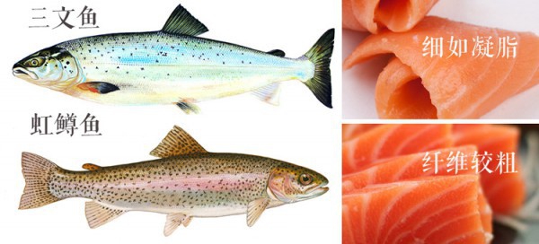 แซลมอนจากนอร์เวย์กลายมาเป็นอาหารญี่ปุ่นได้ยังไง แล้วแซลมอนมีกี่ชนิดกันนะ!?