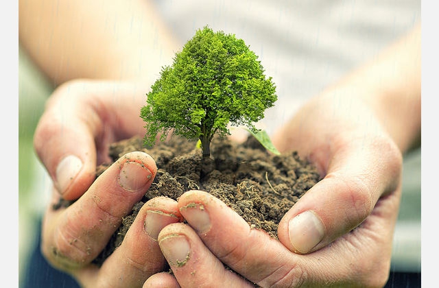 การปลูกป่าทดแทนไม่ใช่การฟื้นฟูผืนป่า แต่เป็นการทำลายระบบนิเวศโดยไม่รู้ตัว!?