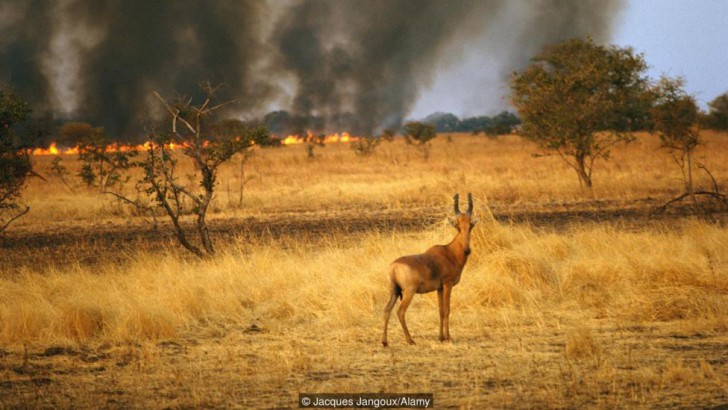 การปลูกป่าทดแทนไม่ใช่การฟื้นฟูผืนป่า แต่เป็นการทำลายระบบนิเวศโดยไม่รู้ตัว!?