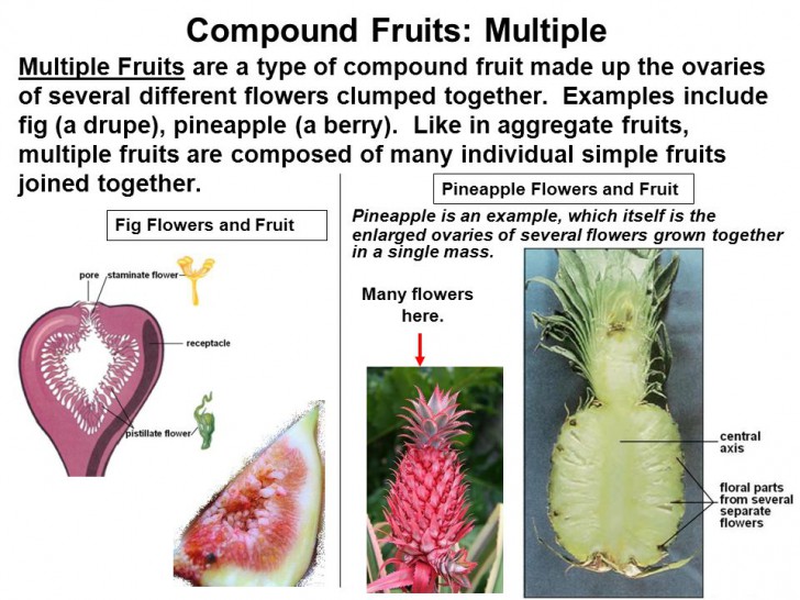 พืชชนิดนี้เป็นผักหรือผลไม้กันนะ?