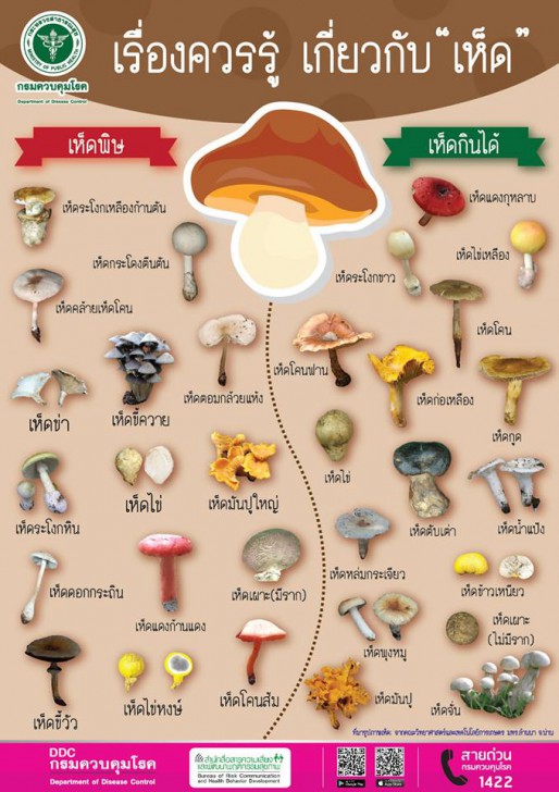 พืชชนิดนี้เป็นผักหรือผลไม้กันนะ?