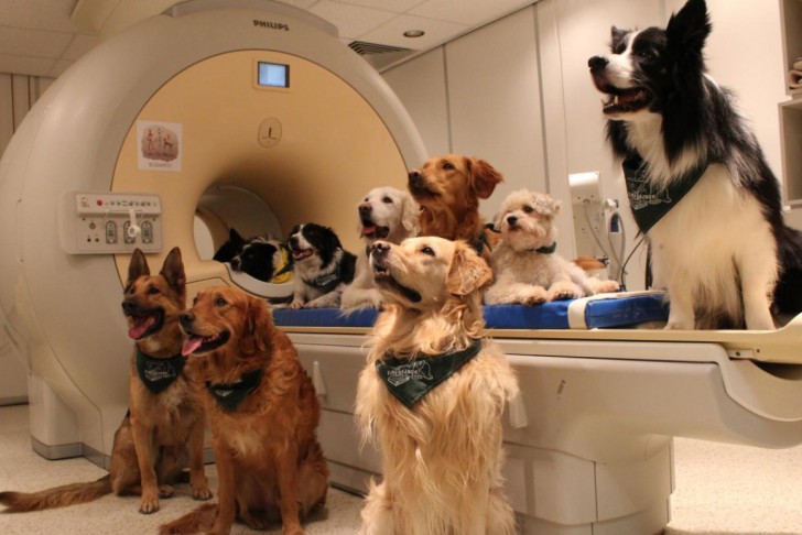 สุนัขเข้าใจสิ่งที่เราพูดด้วยจริงๆ หรือเข้าใจเฉพาะโทนเสียงที่เราใช้เท่านั้น?