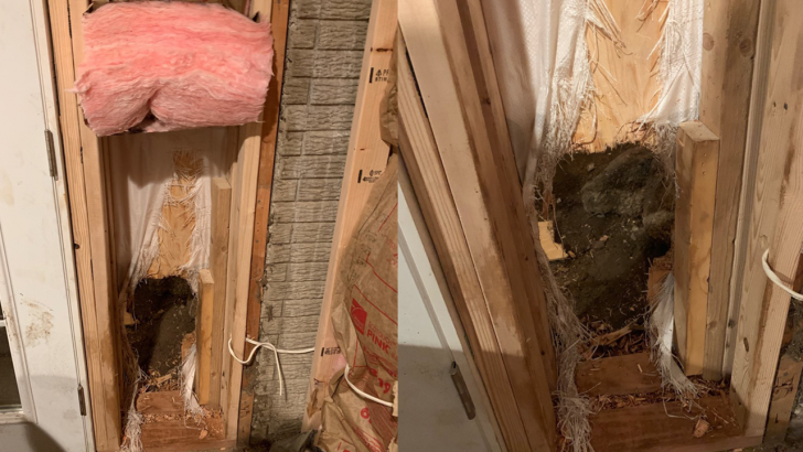 Colorado รัฐยอดนิยมของบรรดาหมีที่คุณอาจจะเจอพวกมันในบ้านของคุณ!?