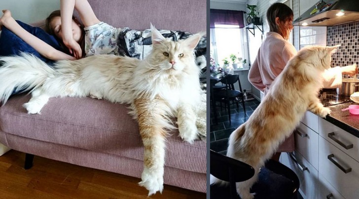 Maine Coon ไม่ใช่แรคคูน แต่เป็นสายพันธุ์หนึ่งของแมว(ยักษ์)