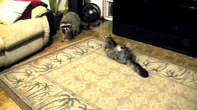 Maine Coon ไม่ใช่แรคคูน แต่เป็นสายพันธุ์หนึ่งของแมว(ยักษ์)