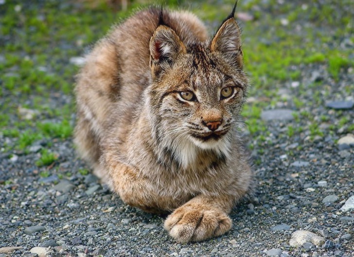 Maine Coon ไม่ใช่แรคคูน แต่เป็นสายพันธุ์หนึ่งของแมว(ยักษ์)