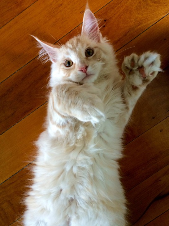 Maine Coon ไม่ใช่แรคคูน แต่เป็นสายพันธุ์หนึ่งของแมว(ยักษ์)