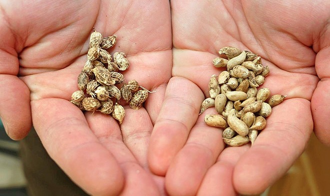 รู้หรือไม่ ผัก ผลไม้ที่เรานิยมทาน หลายชนิดไม่มีในธรรมชาติ แต่เกิดจากการสร้างสรรค์ของมนุษย์