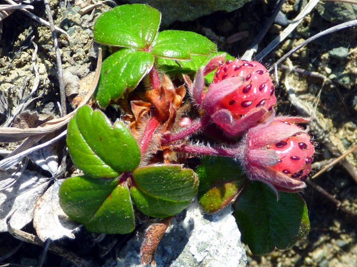 รู้หรือไม่ ผัก ผลไม้ที่เรานิยมทาน หลายชนิดไม่มีในธรรมชาติ แต่เกิดจากการสร้างสรรค์ของมนุษย์