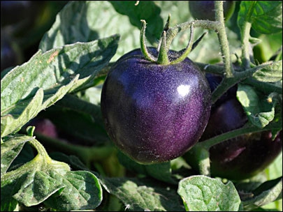 รู้หรือไม่ ผัก ผลไม้ที่เรานิยมทาน หลายชนิดไม่มีในธรรมชาติ แต่เกิดจากการสร้างสรรค์ของมนุษย์