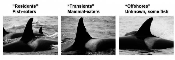 รู้หรือไม่ว่าวาฬเพชรฆาต (Killer Whale) ไม่ใช่วาฬแต่เป็นญาติกับโลมาต่างหาก!