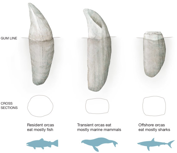 รู้หรือไม่ว่าวาฬเพชรฆาต (Killer Whale) ไม่ใช่วาฬแต่เป็นญาติกับโลมาต่างหาก! รู้หรือไม่ว่าวาฬเพชรฆาต (Killer Whale) ไม่ใช่วาฬแต่เป็นญาติกับโลมาต่างหาก!