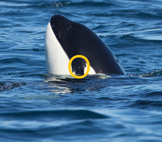 รู้หรือไม่ว่าวาฬเพชรฆาต (Killer Whale) ไม่ใช่วาฬแต่เป็นญาติกับโลมาต่างหาก! รู้หรือไม่ว่าวาฬเพชรฆาต (Killer Whale) ไม่ใช่วาฬแต่เป็นญาติกับโลมาต่างหาก!