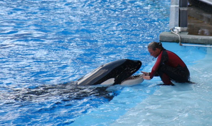 รู้หรือไม่ว่าวาฬเพชรฆาต (Killer Whale) ไม่ใช่วาฬแต่เป็นญาติกับโลมาต่างหาก!