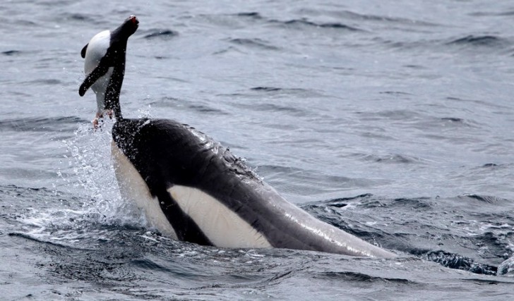 รู้หรือไม่ว่าวาฬเพชรฆาต (Killer Whale) ไม่ใช่วาฬแต่เป็นญาติกับโลมาต่างหาก!